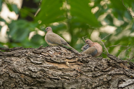 Beautiful pigeon couple sitting on branch, pigeon on tree,  Two pigeon playing, laughing dove couple bird sitting on a branchの写真素材
