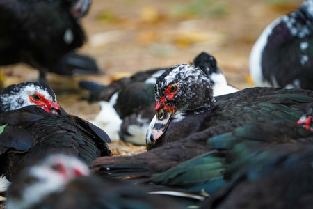 Domestic muscovy ducks are sitting in group and one duck in center is focused .Red face Muscovy ducks.White, black and red Muscovy duck in nandavan zoo of raipur, chhattisgarhの写真素材