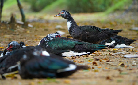 Domestic muscovy ducks are sitting in group and focusing one standing duck .Red face Muscovy ducks.White, black and red Muscovy duck in nandavan zoo of raipur, chhattisgarhの写真素材
