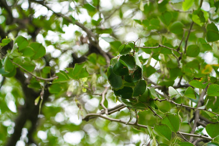 Big Red Ants Building Nest or home on tree with leaf, Red ants build home in teamwork power concept, Close-up Leaf wrapped as a nest of red ants, Red ants made house on tree looking amazing in nature.の写真素材