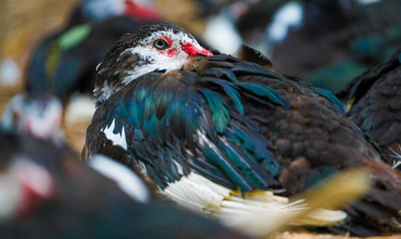 Domestic muscovy ducks are sitting in group and one duck in center is focused .Red face Muscovy ducks.White, black and red Muscovy duck in nandavan zoo of raipur, chhattisgarhの写真素材