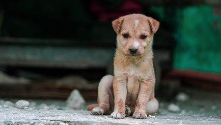 A soft brown color Cute Puppy Sitting with copyspace on the left. small cute puppy dog looking front, Indian street dog puppy sitting, Animal outdoor : A little puppy dog sitting, Street Dog Portrait.の写真素材