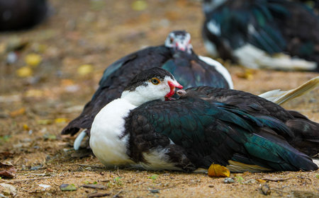 Three Domestic muscovy ducks are sitting.Red face Muscovy ducks.White, black and red Muscovy duck in nandavan zoo of raipur, chhattisgarhの写真素材
