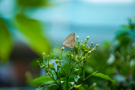 Close up Macro image of a beautiful White peacock butterfly siting on leaf with blurred background,...