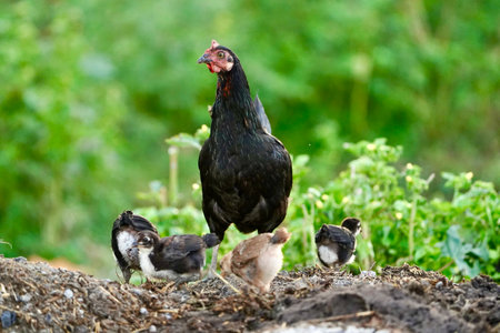 Mother black hen with chickens in a rural yard. Chickens in indian village with green background....