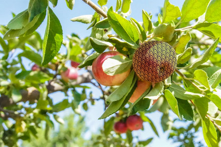 An apple on an apple tree. Digitized by the numbers 0 and 1. A symbol of the disappearance of...