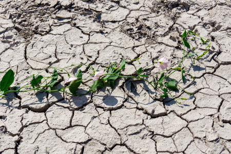 A view of a desolate, cracked landscape illustrating the harsh conditions of drought. Intricate patterns on dry soil.の写真素材