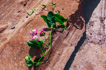 A striking contrast of vibrant green plants flourishing against a backdrop of weathered, rusty iron...