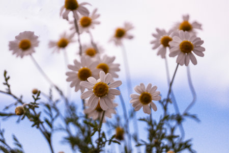 This vibrant image captures a field of white daisies blooming under a bright blue sky, showing...