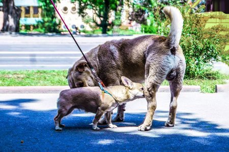 Everyday scene of dogs displaying typical animal behavior through sniffing, a key form of...