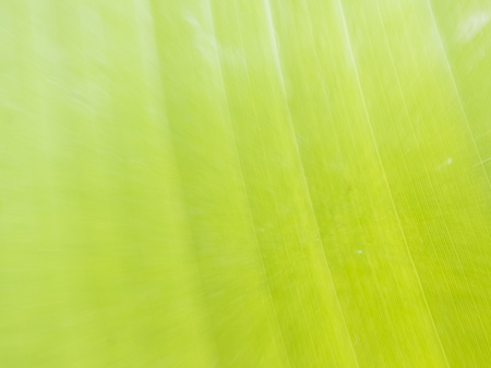 green nature background of banana leafの写真素材