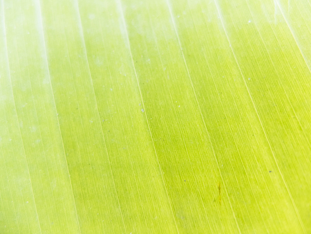 green nature background of banana leafの写真素材