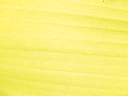 green nature background of banana leafの写真素材