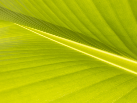green nature background of banana leaf