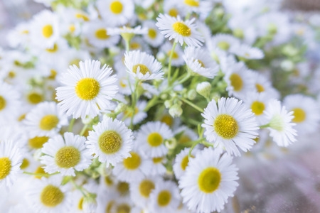 Little white cosmo flowers bouquet in the shop with white high keys background.の写真素材