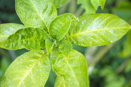 natural green leaves in the graden with sunlight in the moring