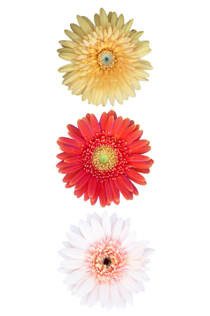 colorful daisy flower isolate on whiteの写真素材