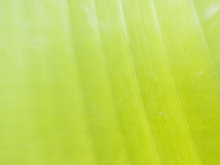 green nature background of banana leafの写真素材