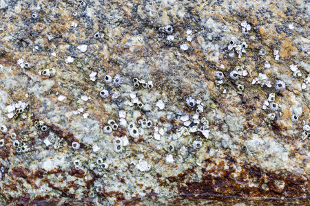 natural background of shell and colorful stone in the sea