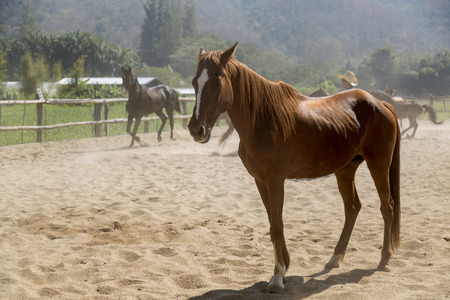 big beautiful brown horse in farm relaxing in the afternoon in sand Stable