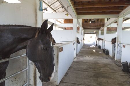 beautiful black horse in the barn with beside faceの写真素材
