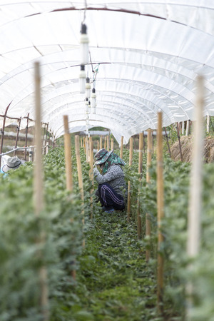 farmer working in the farm sitting on the ground to trim some plant の写真素材