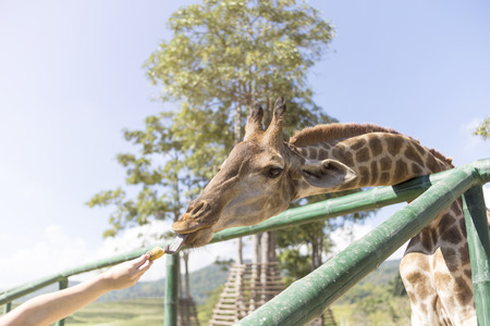 feeding banana to giraffe in the zoo の写真素材