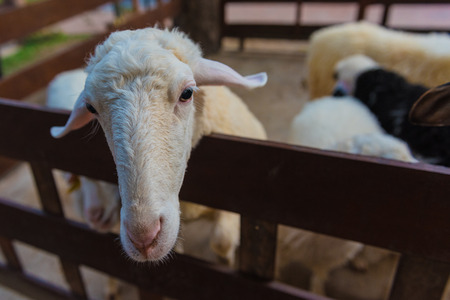 the zoo show sheep in the corralの写真素材