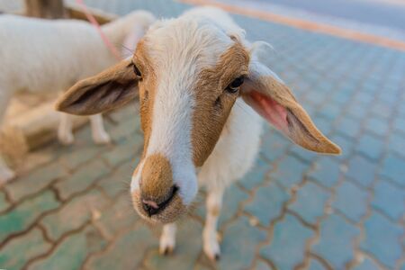 the zoo show sheep in the corralの写真素材