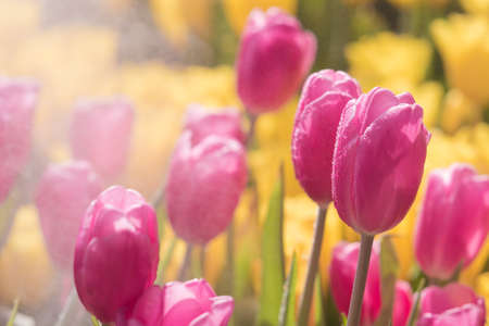Closeup colorful tulips flower and beautiful blossom in the nature gardenの写真素材