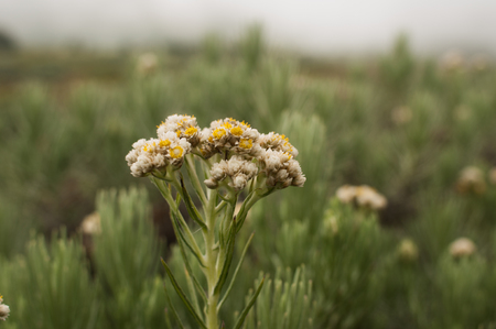 edelweiss flowerの写真素材