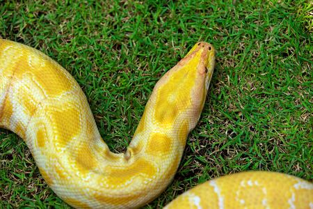 Closeup Gold Python,Reticulated python  on grass