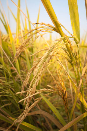 golden rice fieldの写真素材
