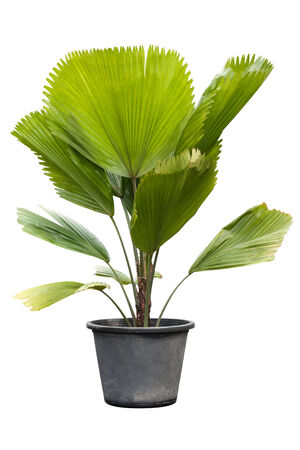 Palms tree isolated on whiteの写真素材