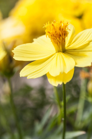Yellow Cosmos Flower close-upの写真素材
