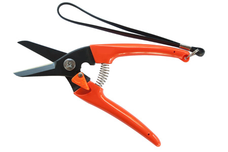 Scissors cut branches on white backgroundの写真素材