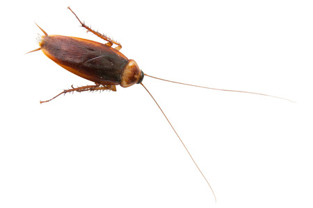 Cockroach on white backgroundの写真素材