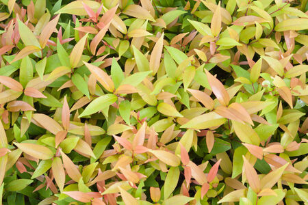 Green leaves backgroundの写真素材
