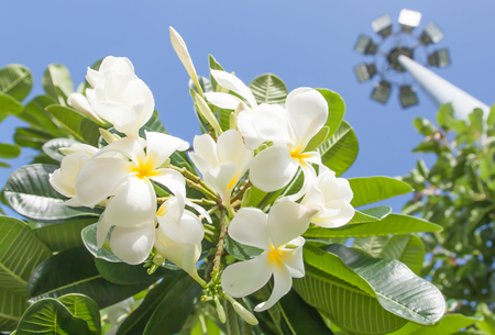 Frangipani flower on blue skyの写真素材