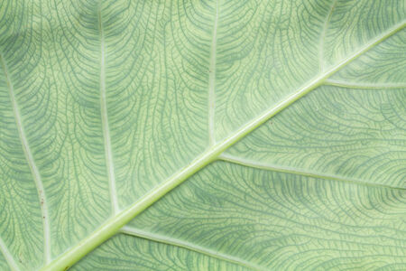 Natural green leaf texture backgroundの写真素材