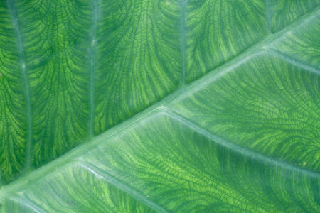 Natural green leaf texture backgroundの写真素材