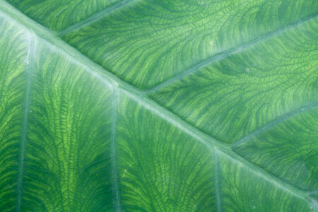 Natural green leaf texture backgroundの写真素材