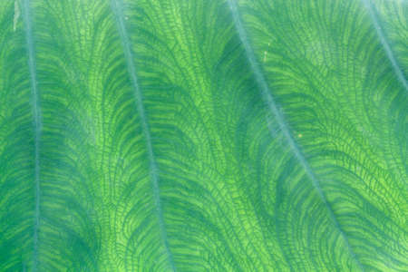Natural green leaf texture backgroundの写真素材