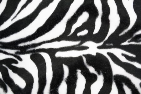 Zebra texture backgroundの写真素材