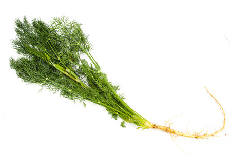 dill isolated on white backgroundの写真素材