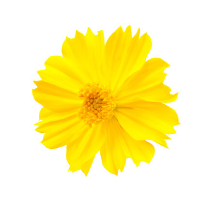 Yellow cosmos flowerの写真素材