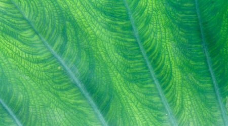 Natural green leaf texture backgroundの写真素材