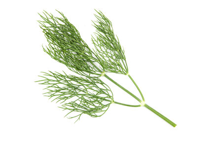 dill isolated on white backgroundの写真素材