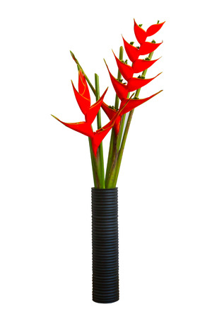 tropical red heliconia flower heliconia stricta isolated on a white backgroundの写真素材