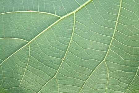 leaves green leaf texture backgroundの写真素材